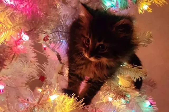 Фото © Reddit / royalbluestatic