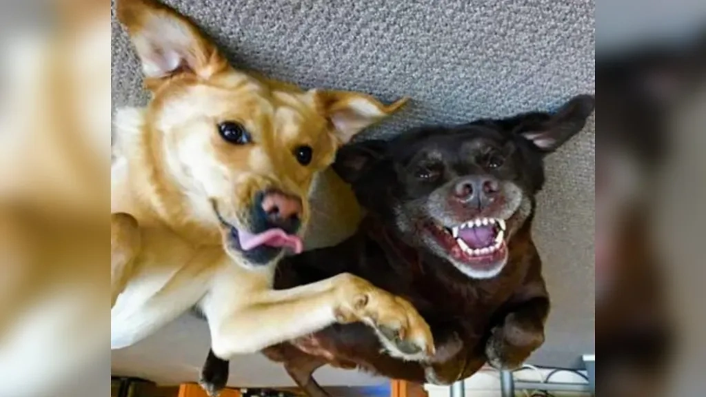 Фото © Reddit / MajorEC123