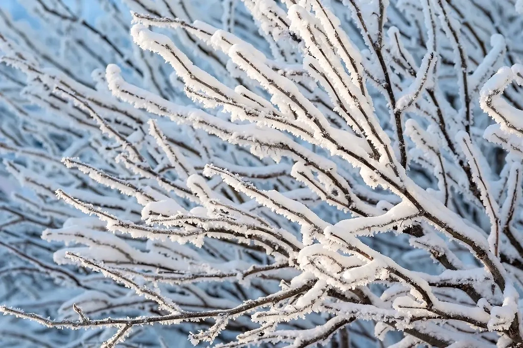 Считалось, что если слой снега глубокий, то год будет богат на хлеба: рожь и пшеницу. Фото © Shutterstock