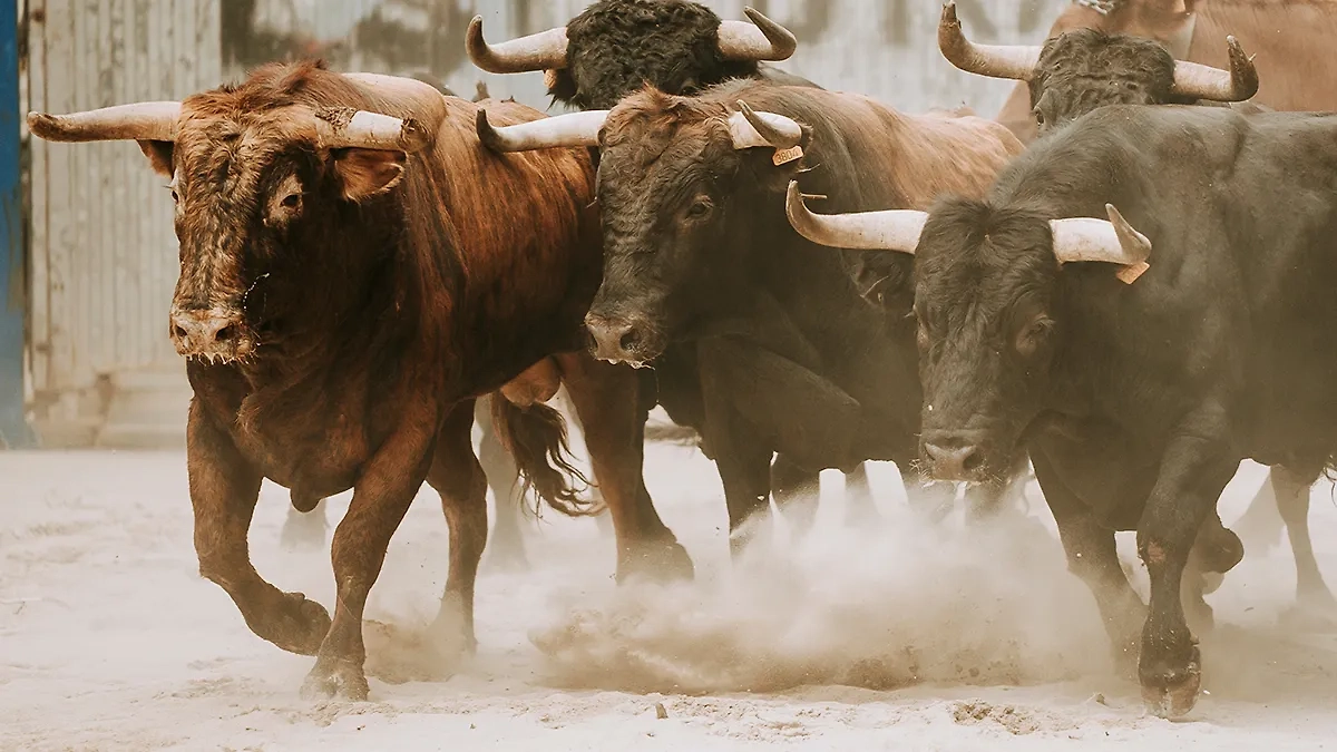 К чему снится стадо быков, убегать от быков, стадо и быки с рогами во снах женщины — общие толкования. Фото © Shutterstock / FOTODOM