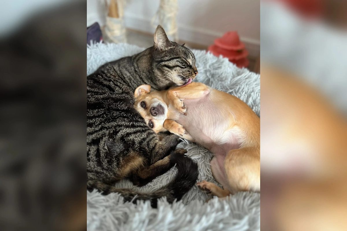 Фото © Reddit / Constable_Happy