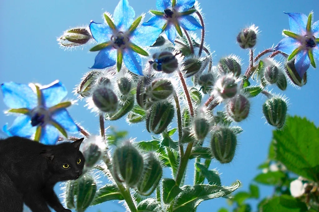 Огуречная трава, или же бораго: как ведьмы его использовали. Коллаж © Life.ru. Фото © Wikipedia