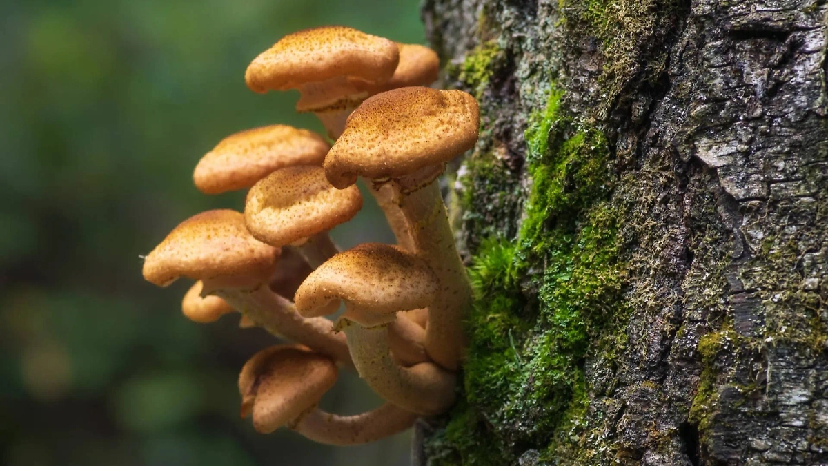 Опята: где растут и как выглядят съедобные грибы. Фото © Shutterstock / FOTODOM /  IJPhoto