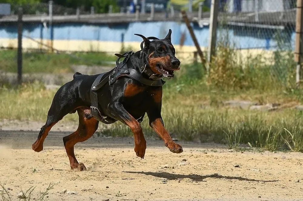 Самые опасные породы собак: почему доберманов лучше обходить стороной. Фото © Shutterstock / FOTODOM / Svitlana Denysova