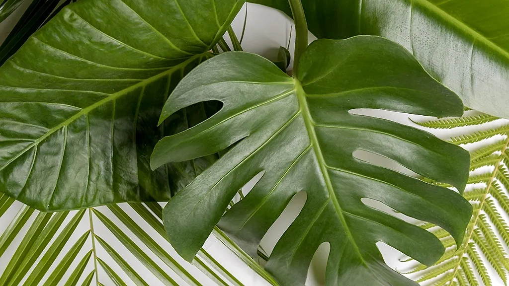 Опасные комнатные растения для детей: монстера. Фото © Freepik