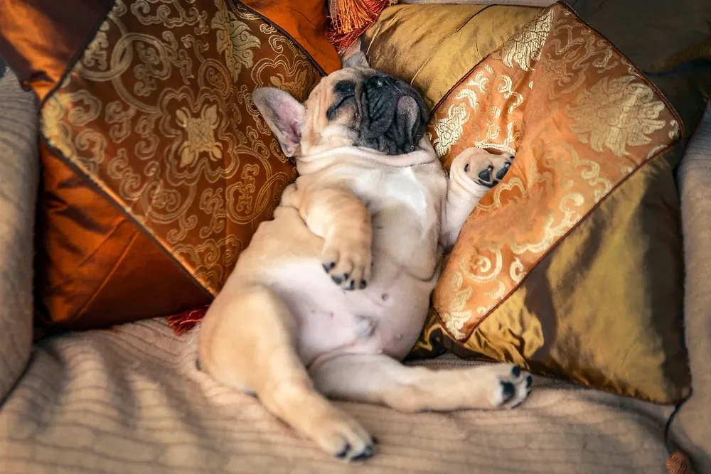 Какие породы собак храпят громче всех. Фото © Shutterstock / FOTODOM / Kanyshev Andrey