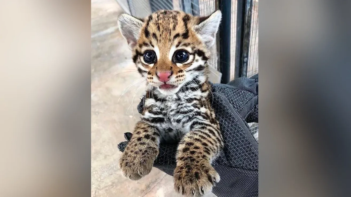 Фото © Reddit / KoreanThrasher