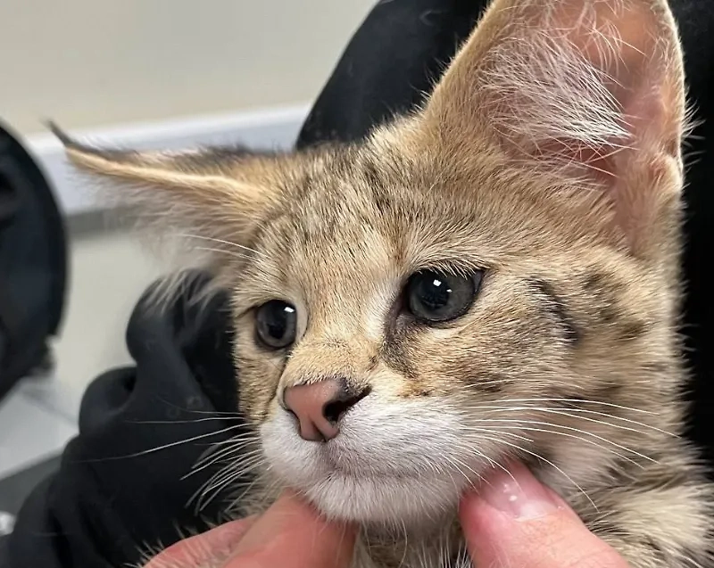 Пассажир попытался вывезти из России двух котят сервала. Фото © ФТС России