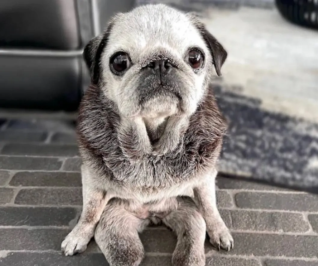 Фото © X / dog_rates