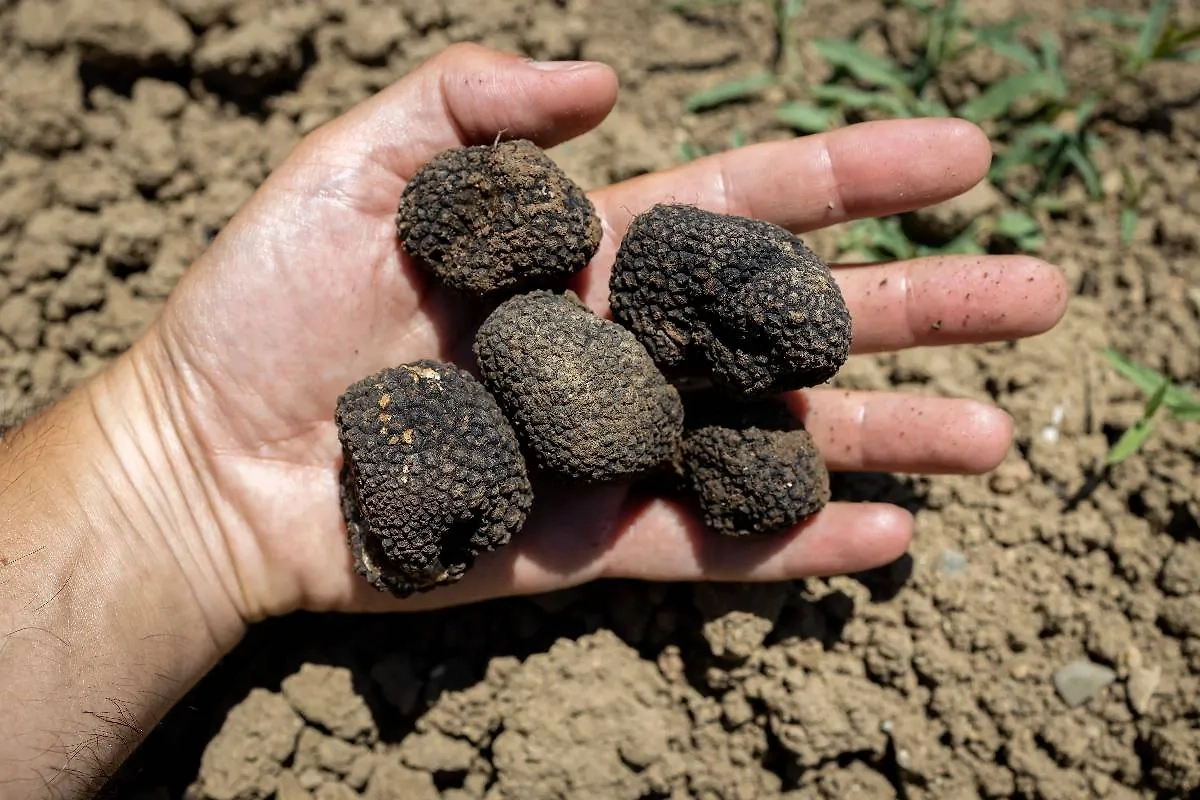 Почему нельзя собирать чёрный трюфель. Фото © Shutterstock / FOTODOM / Tom4u