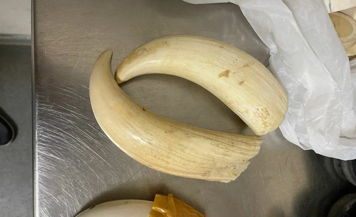 Зубы краснокнижного кашалота. Фото © ФТС России