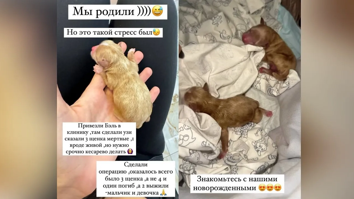 В семье Джигана и Оксаны Самойловой пополнение — маленькие щеночки. Фото © Instagram (признан экстремистской организацией и запрещён на территории Российской Федерации) / samoylovaoxana