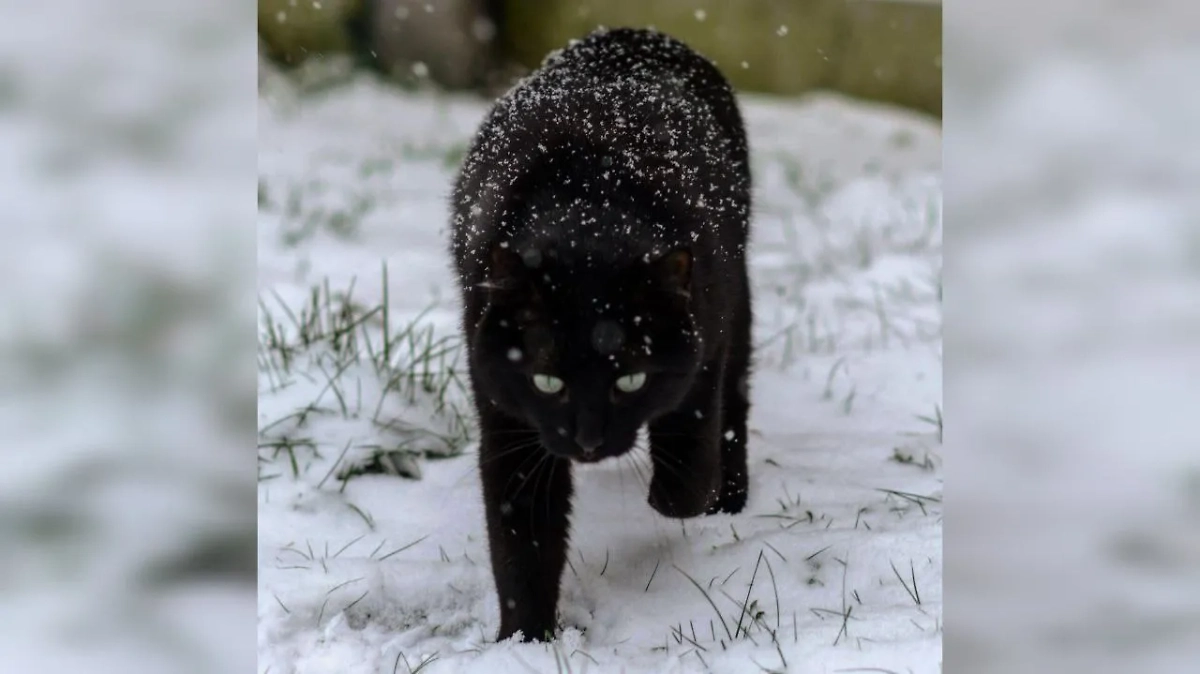 Фото © Reddit / kmidre