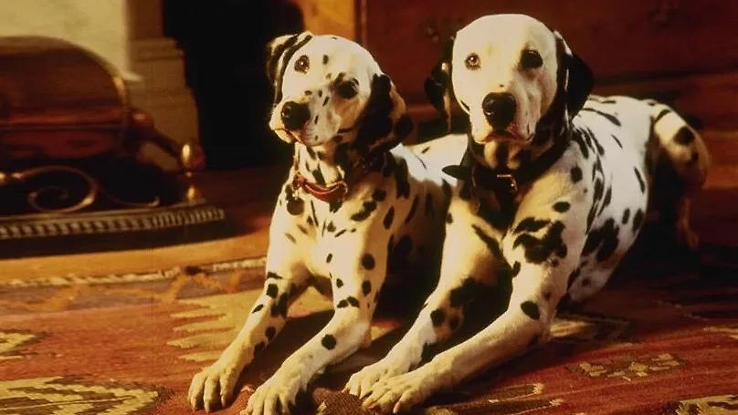 Пара далматинцев — Понго и Пэдди — из фильма «101 далматинец» устраивает «ночной перелай», чтобы найти своё потомство, похищенное Стервеллой. Фото © Кадр из фильма «101 далматинец», режиссёр Стивен Херек, сценаристы Джон Хьюз, Доди Смит / Kinopoisk
