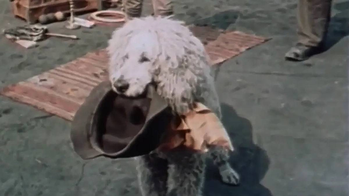 Пудель Арто из экранизации рассказа Куприна «Белый пудель». Фото © RuTube / Deepgray