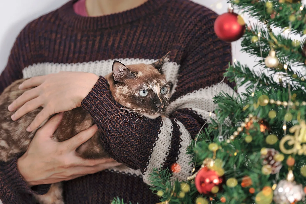 Можно ли отучить кота бросаться на ёлку? Фото © Freepik / our-team