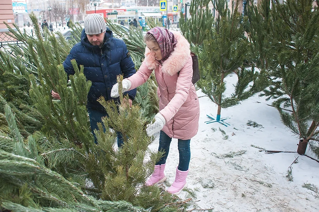 Как выбрать живую ёлку. Фото © ТАСС / Zuma