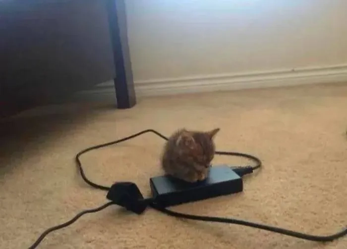 Фото © Instagram (соцсеть запрещена в РФ; принадлежит корпорации Meta, которая признана в РФ экстремистской) / yourfavcutecats