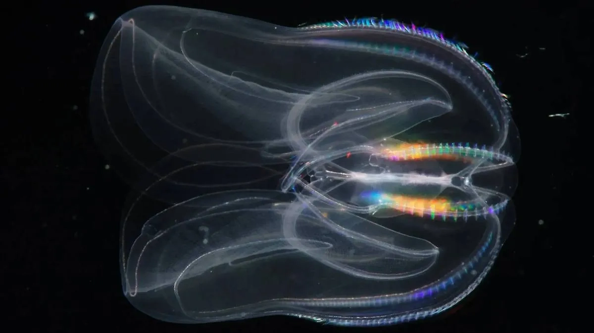 Гребневик мнемиопсис. Фото © Wikipedia / Bruno C. Vellutini