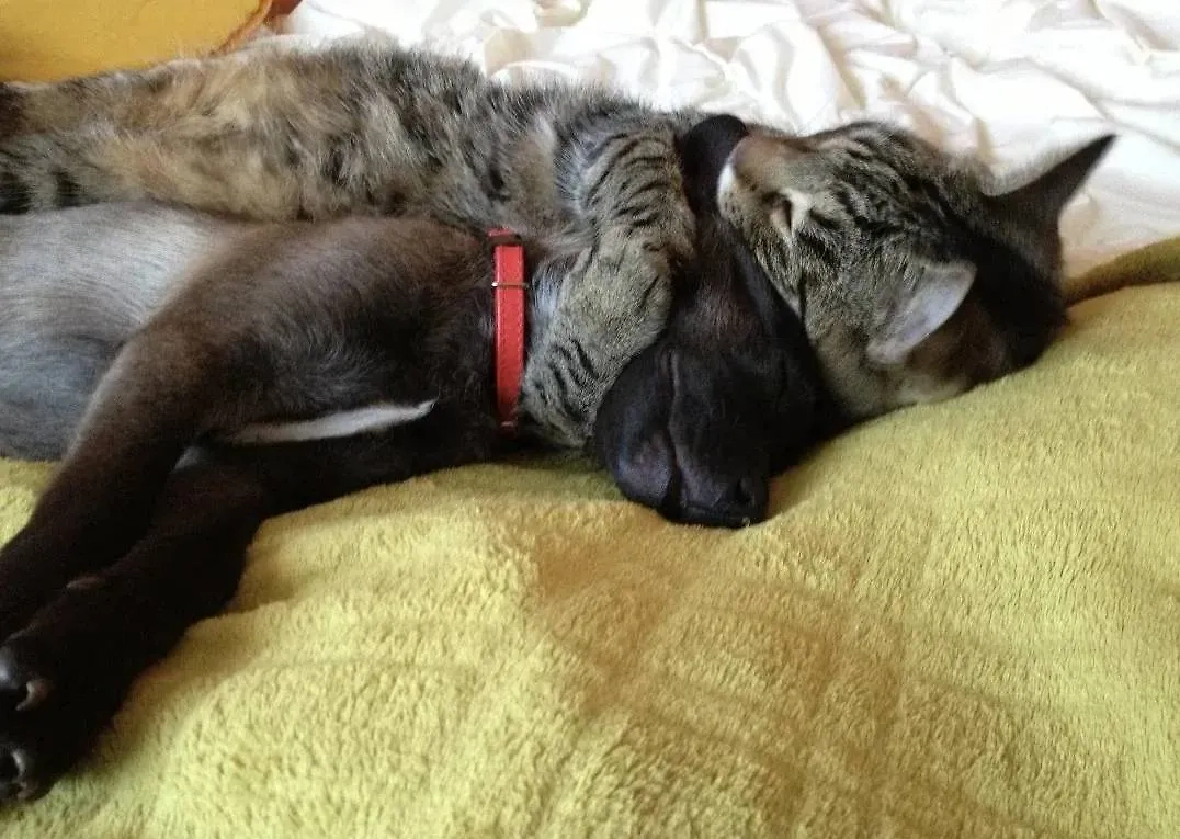 Фото © Reddit / GreenGeckoGames