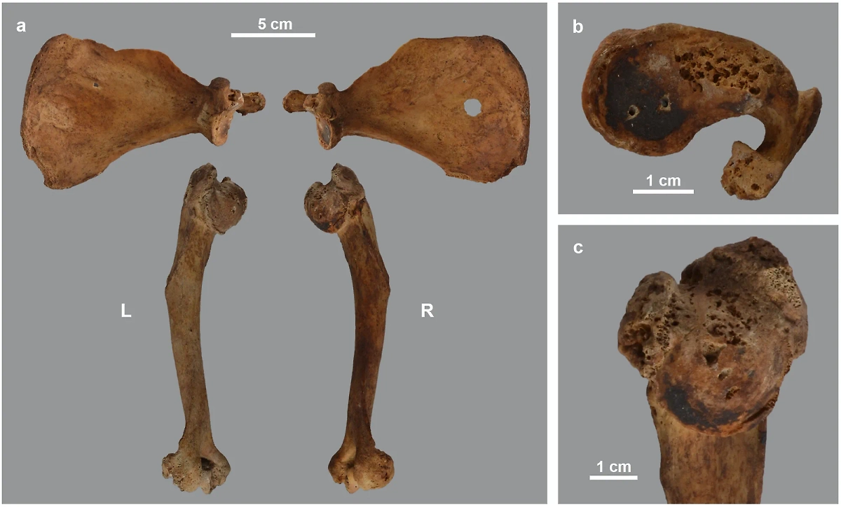Некоторые останки бабуинов, исследованные бельгийскими учёными. Фото © journals.plos.org