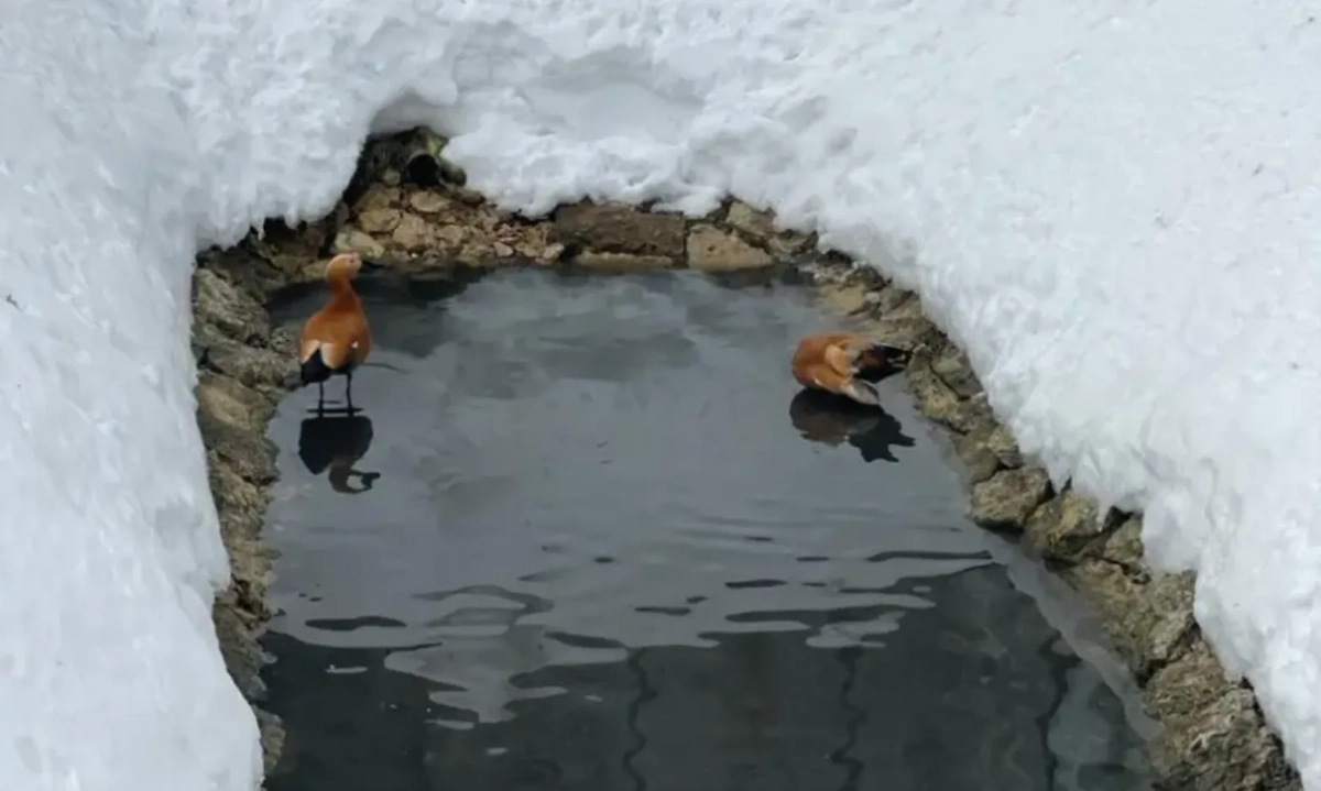 В "Аптекарский огород" вернулась первая пара красных уток-огарей. Фото © Сайт "Аптекарского огорода"