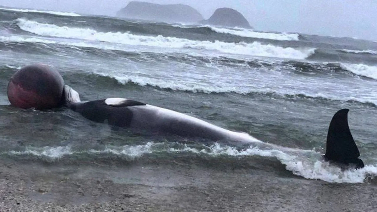 Кита выбросило на берег в Приморье. Фото © Telegram / «Владивосток № 1»