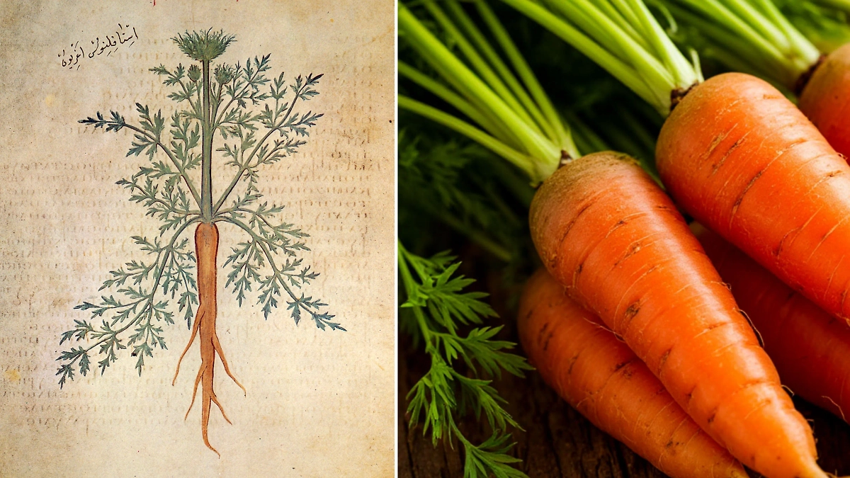 Эволюция фруктов и овощей от диких предков к современным сортам. Фото © Wikipedia, © «Шедеврум»