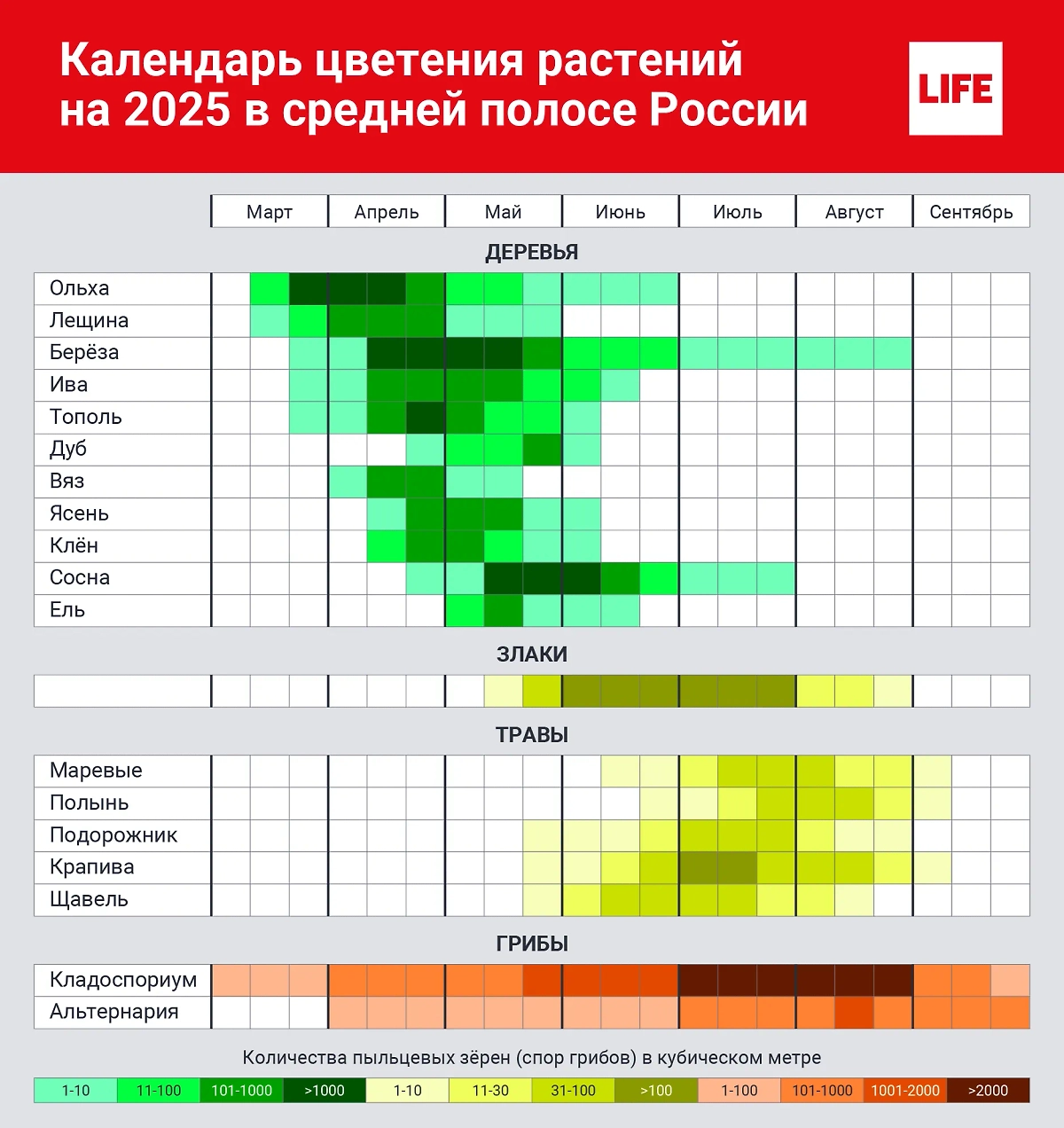 Инфографика цветения растений по месяцам. © Life.ru