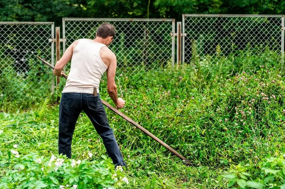 Земельный участок необходимо очистить от сорняков и опасных растений. Фото © Shutterstock / FOTODOM / Kristi Blokhin