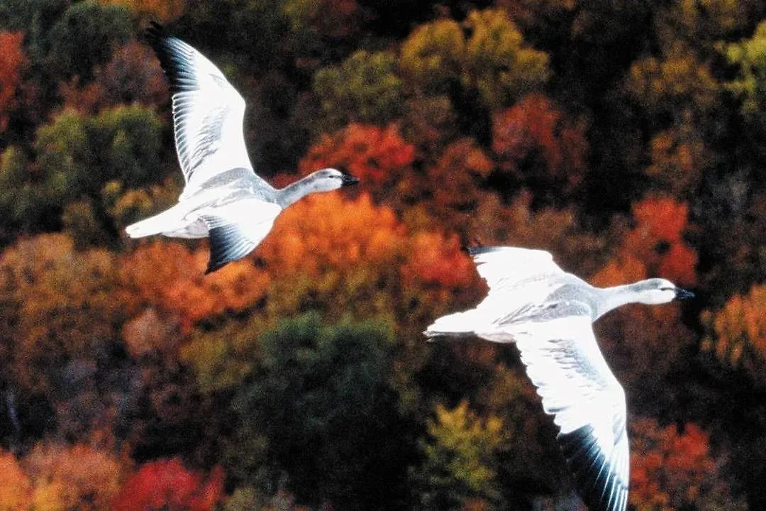 Фото © Кадр из фильма «Птицы — странствующий народ», режиссёры Жак Перрен, Жак Клюзо, Мишель Деба, сценаристы Жак Перрен, Стефан Дюран, Жан Дорст и др. / Kinopoisk 