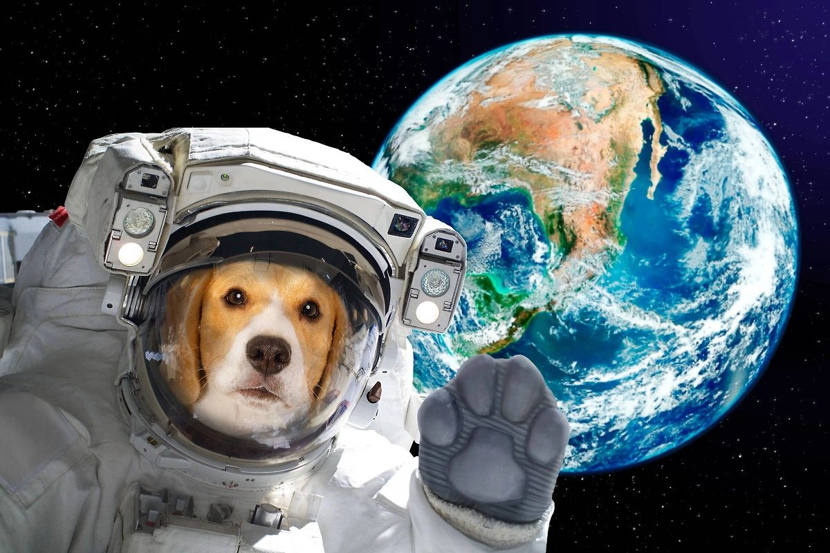 Иногда космонавты становятся животными. Фото © Shutterstock / FOTODOM / Sonsedska Yuliia