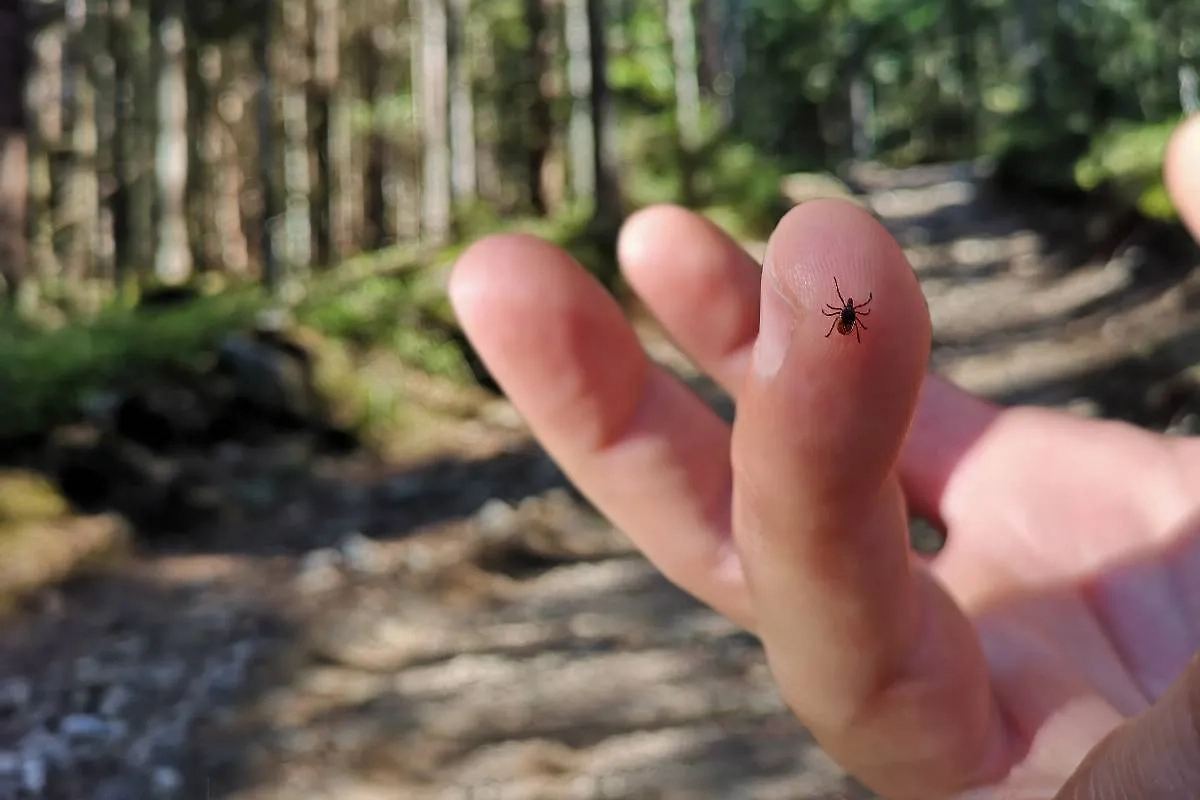 Клещи часто сидят в засаде вдоль тропинок. Фото © Shutterstock / FOTODOM / MakroBetz
