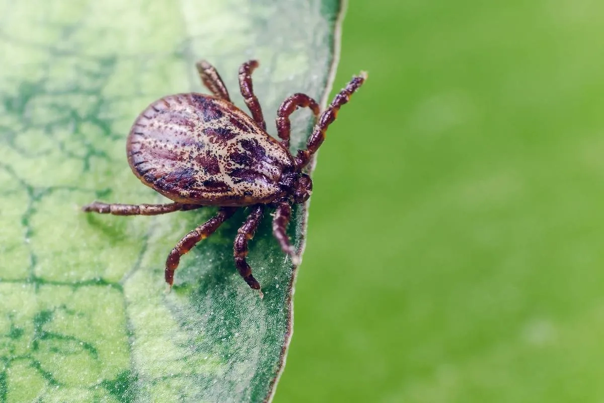 При извлечении клеща нужно сдать его на анализ. Фото © Shutterstock / FOTODOM / Afanasiev Andrii