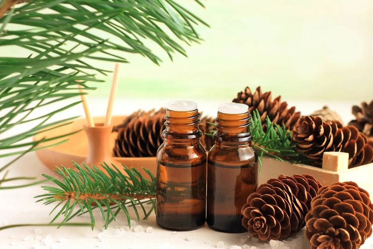 Комаров отпугнёт запах хвои и шишек. Фото © Shutterstock / FOTODOM / Anna Ok