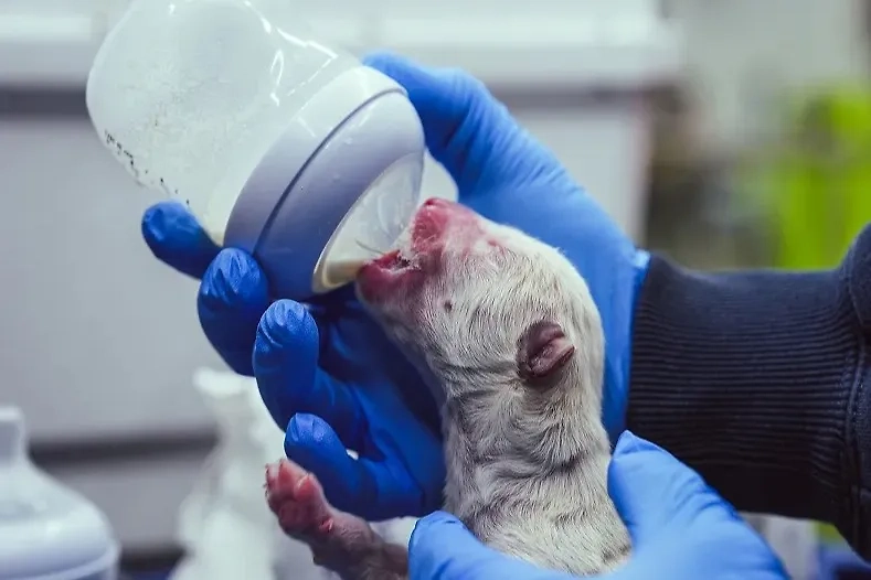Щенок выведенного «лютоволка» Aenocyon dirus. Фото © colossal