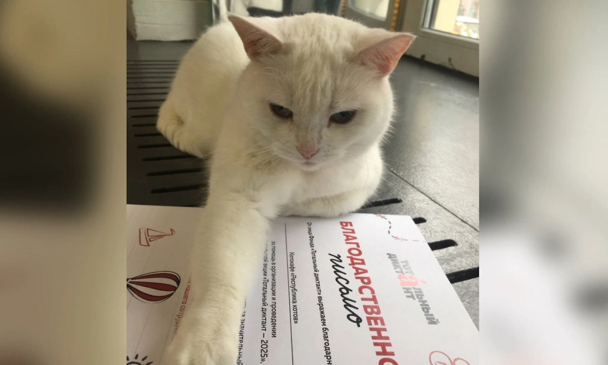Тотальный диктант в котокафе. Фото © VK / Республика кошек и котов