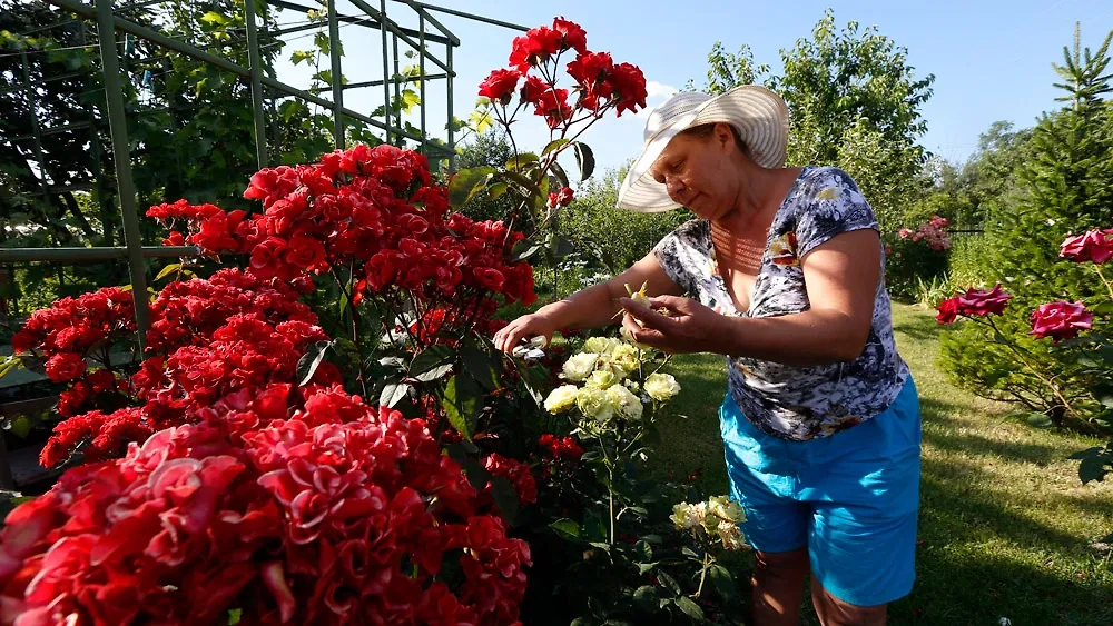 Лучшие схемы посадки цветов для привлечения богатства на дачу. Фото © ТАСС / Валерий Матыцин