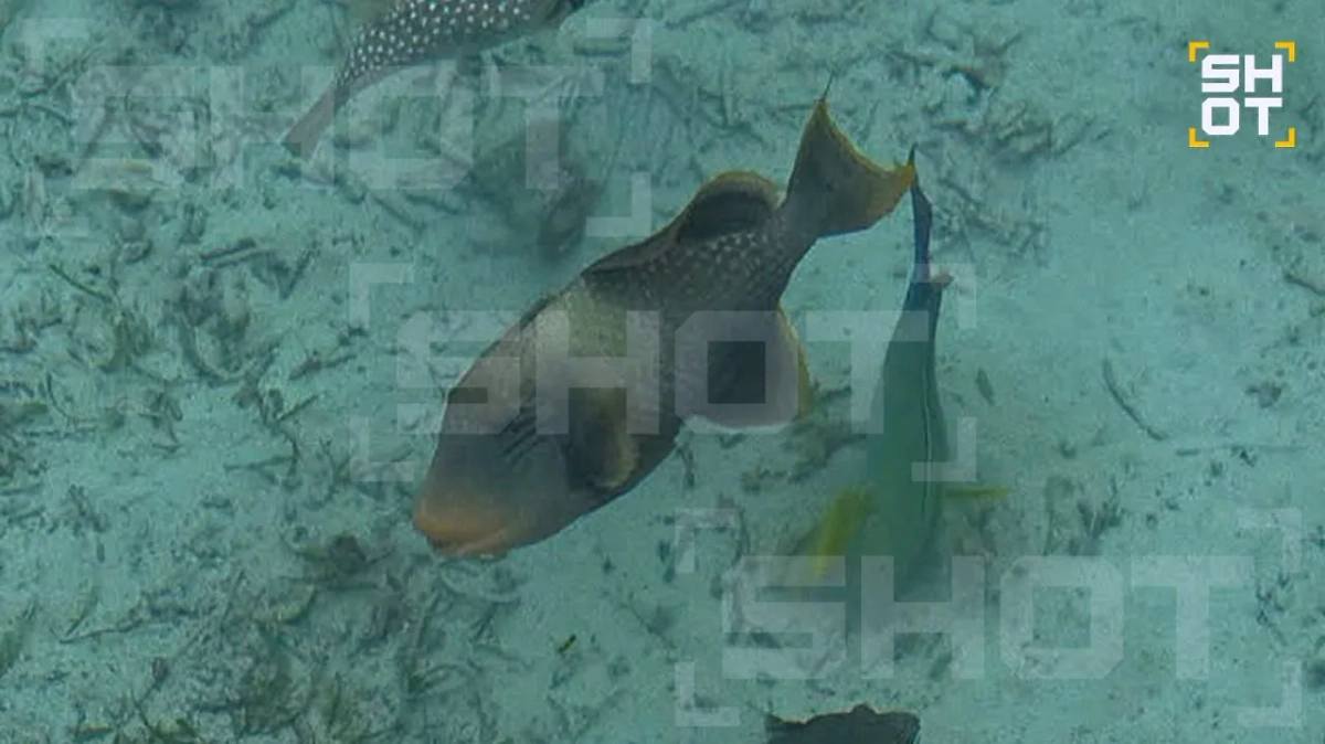 Жутковатые зубастики подплывают непосредственно к берегу. Фото © SHOT