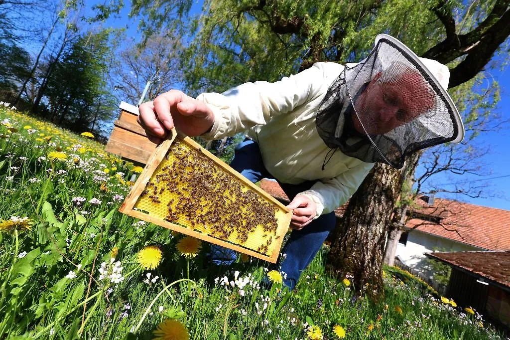 Чем отличается настоящий мёд от фальшивки. Фото © ТАСС / dpa / picture-alliance / Karl-Josef Hildenbrand