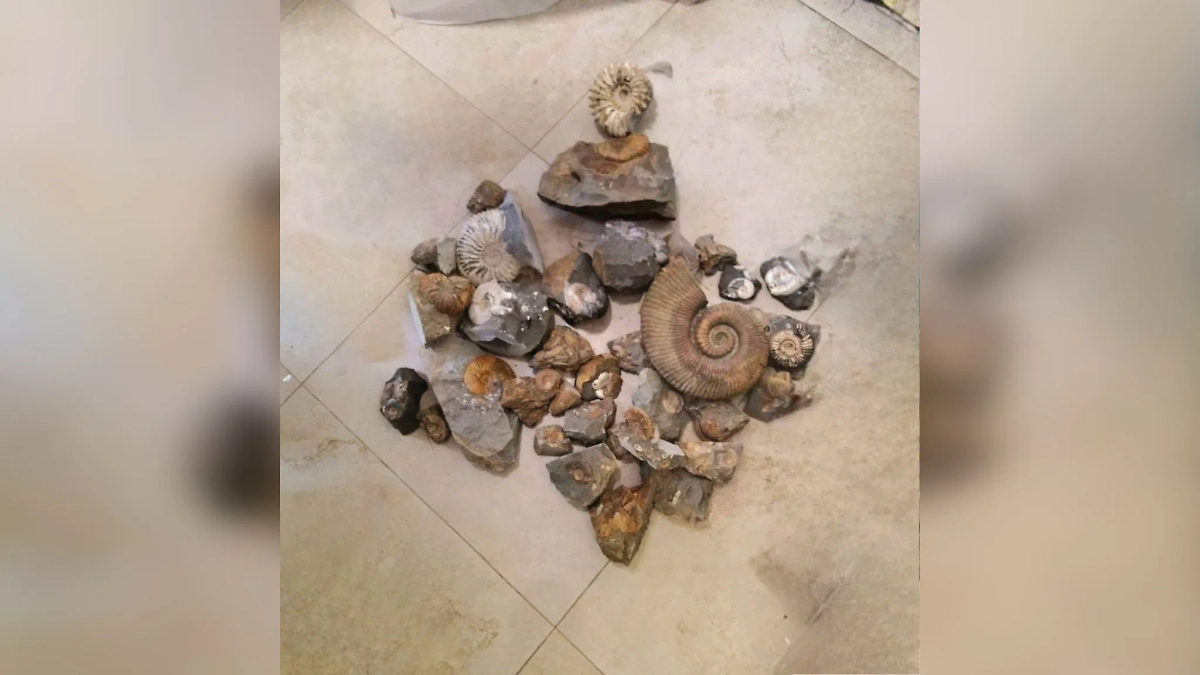 Древние моллюски, которые нашли у студента. Фото © ФТС России