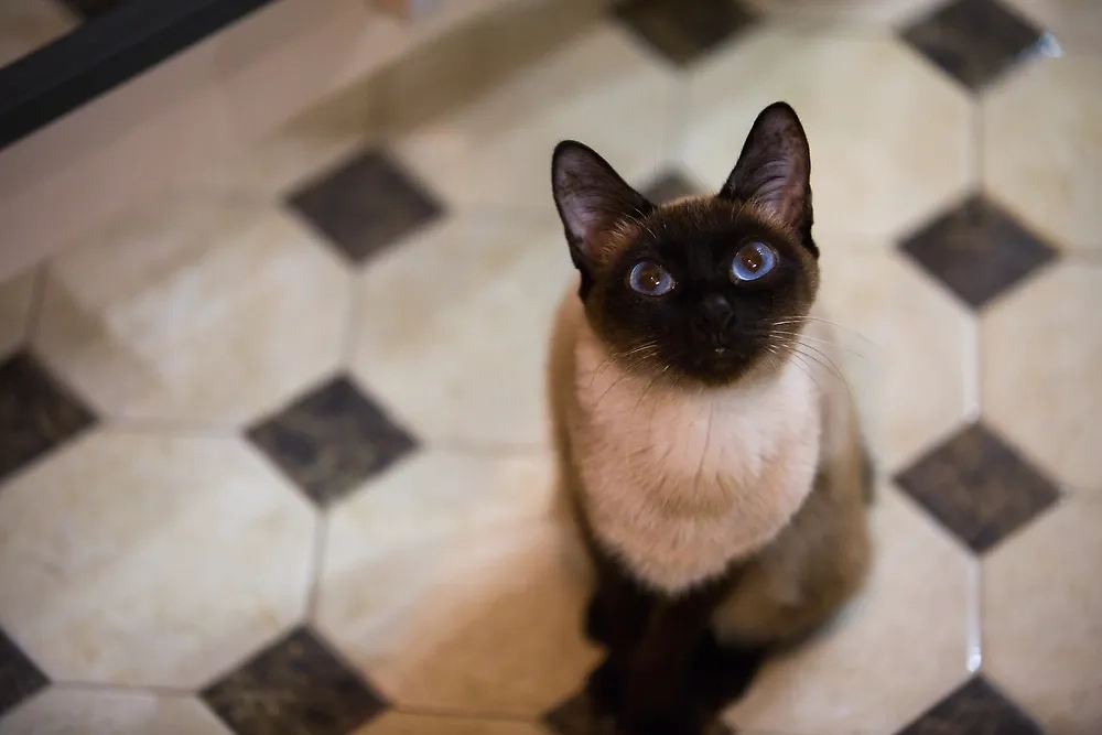 Миниатюрная порода кошек скиф-той-боб — сделано в России! Создательница породы живёт на юге РФ. Фото © Shutterstock / FOTODOM / PolinaBright