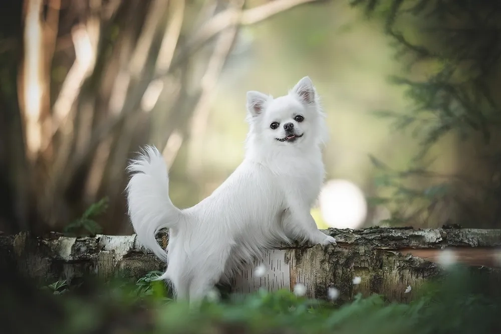 Чихуахуа бывают короткошёрстные и длинношёрстные. Фото © Shutterstock / FOTODOM / Liudmila Bohush