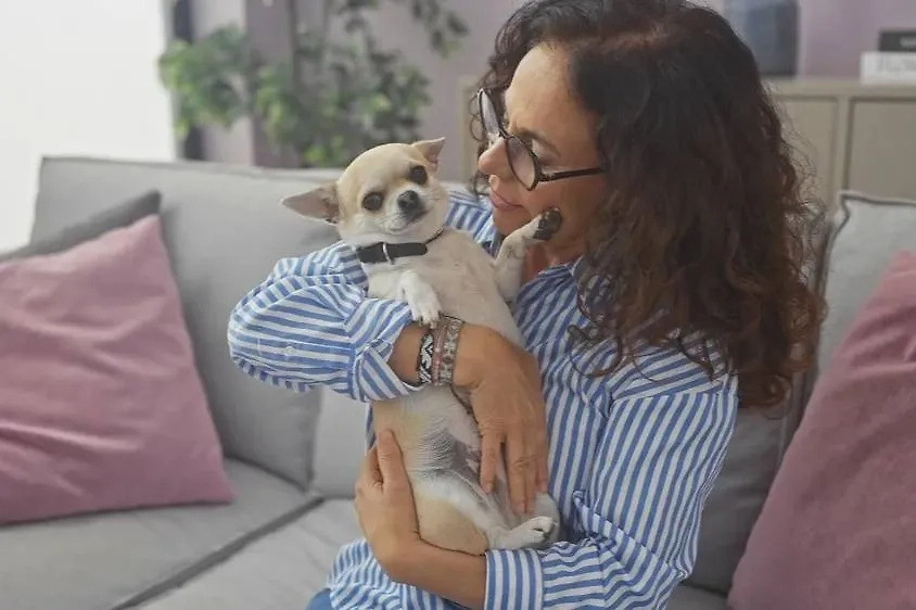 Чихуахуа — довольно хрупкая собака. Фото © Shutterstock / FOTODOM / Krakenimages.com