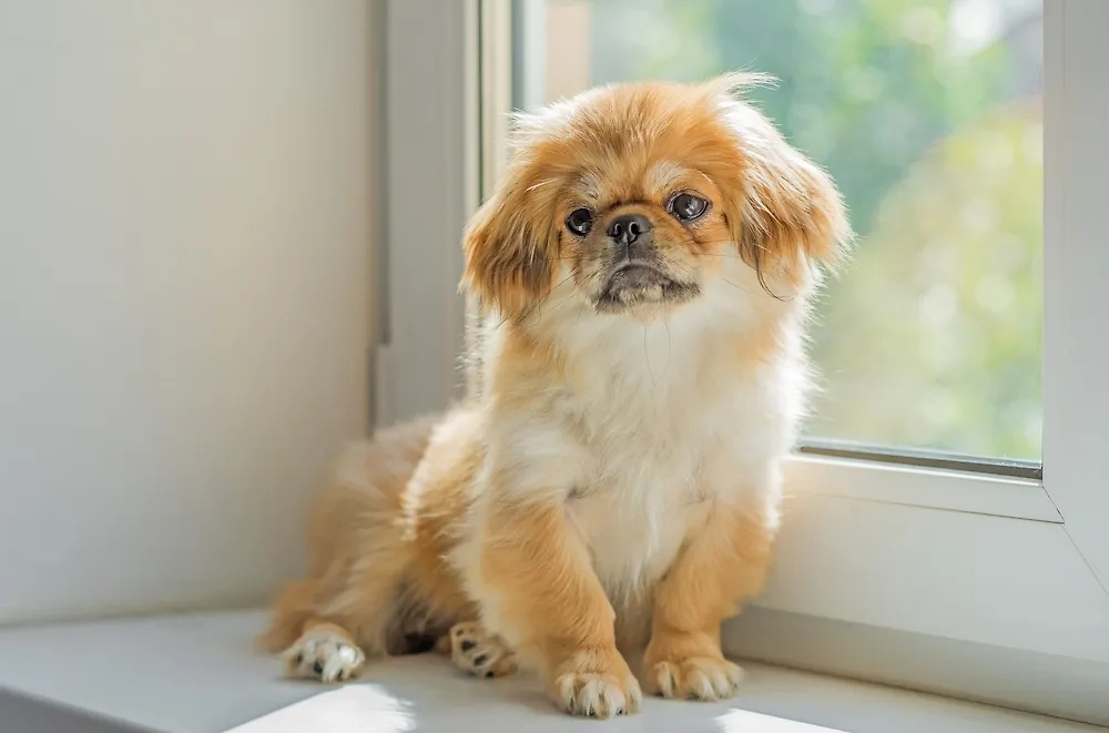 Пекинес: какие породы подходят для жизни в многоэтажке. Фото © Shutterstock / FOTODOM / T.Den_Team