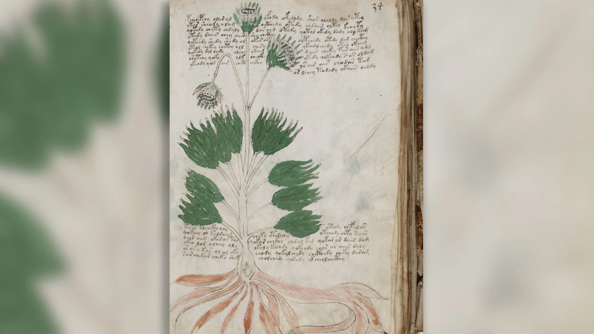 Судя по всему, это алхимический труд. Или же сборник картинок с травами. Рукопись принадлежала травнику. Фото © Wikipedia 