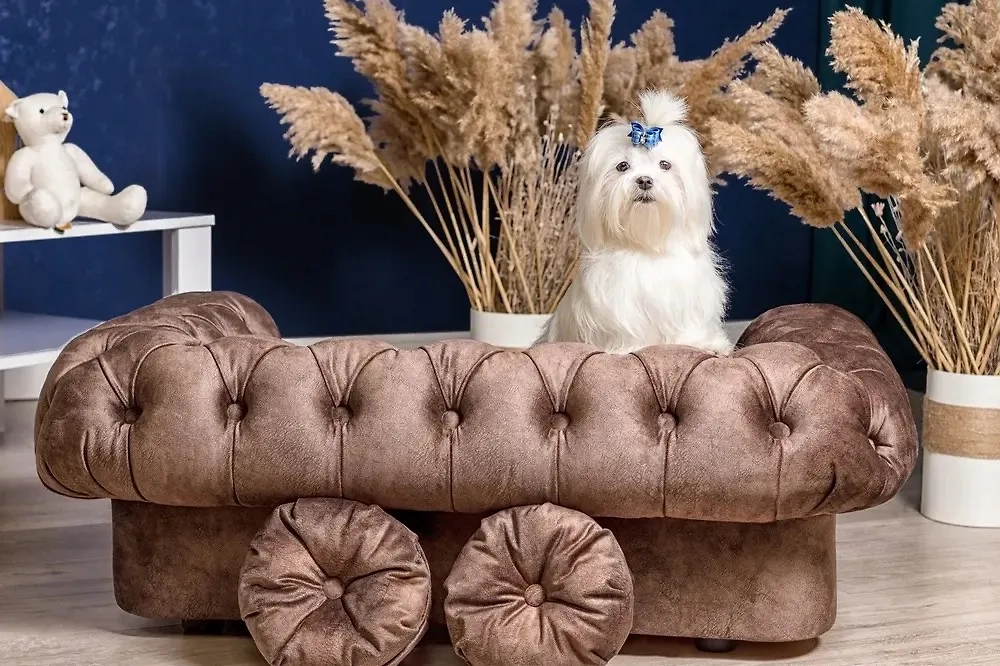 Ши-тцу: как выбрать питомца для жизни в городских условиях. Фото © Shutterstock / FOTODOM / ChocoPie