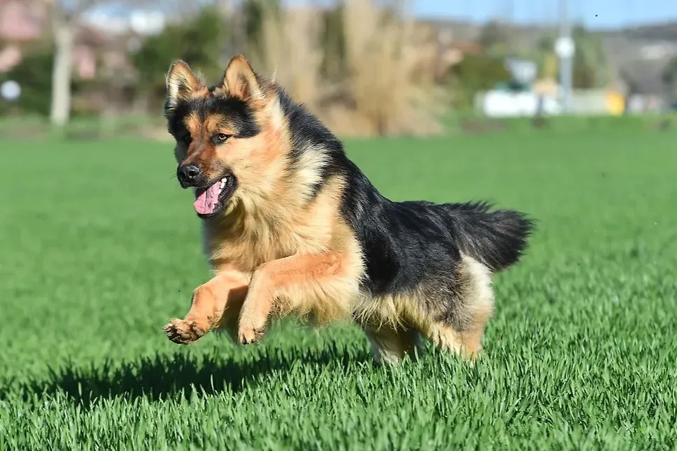 Топ-5 пород собак, которых предпочитают владельцы с высшим образованием. Фото © Shutterstock / FOTODOM / alberto clemares exposito
