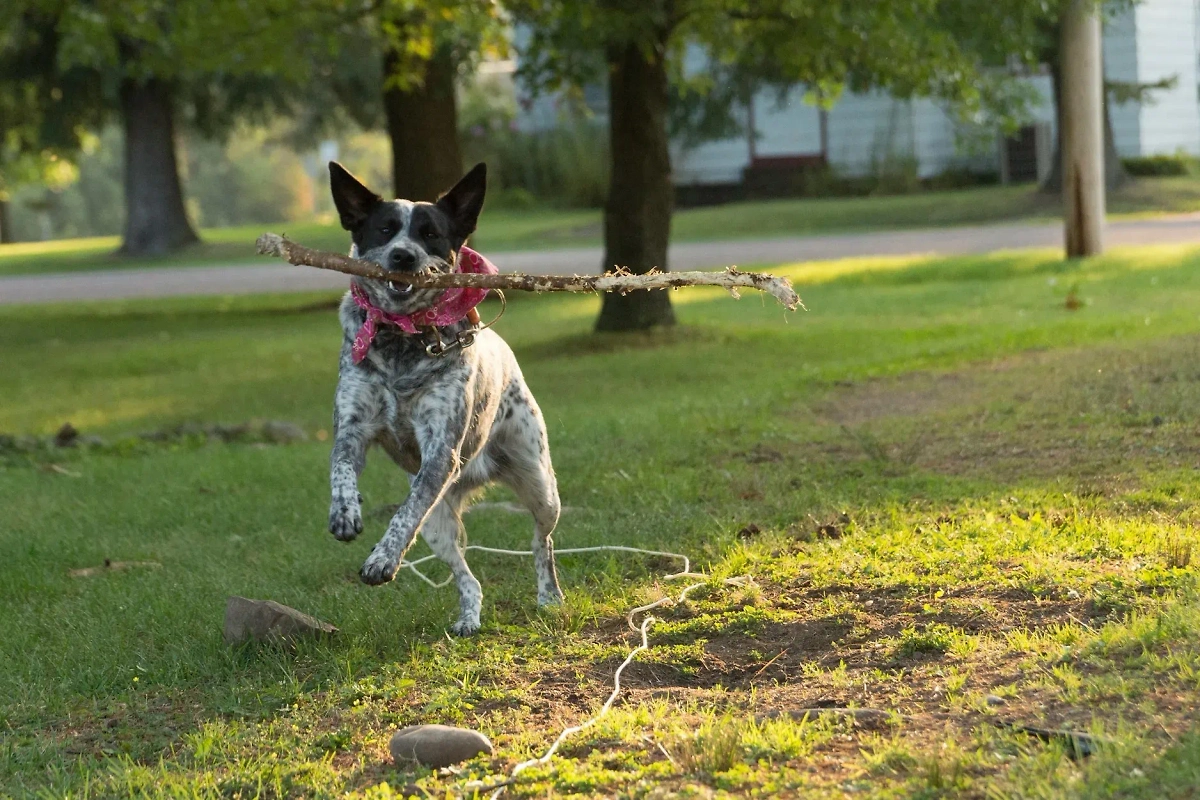 Как выбор породы собаки связан с уровнем интеллекта хозяина. Фото © Unsplash / Kenney Badboy