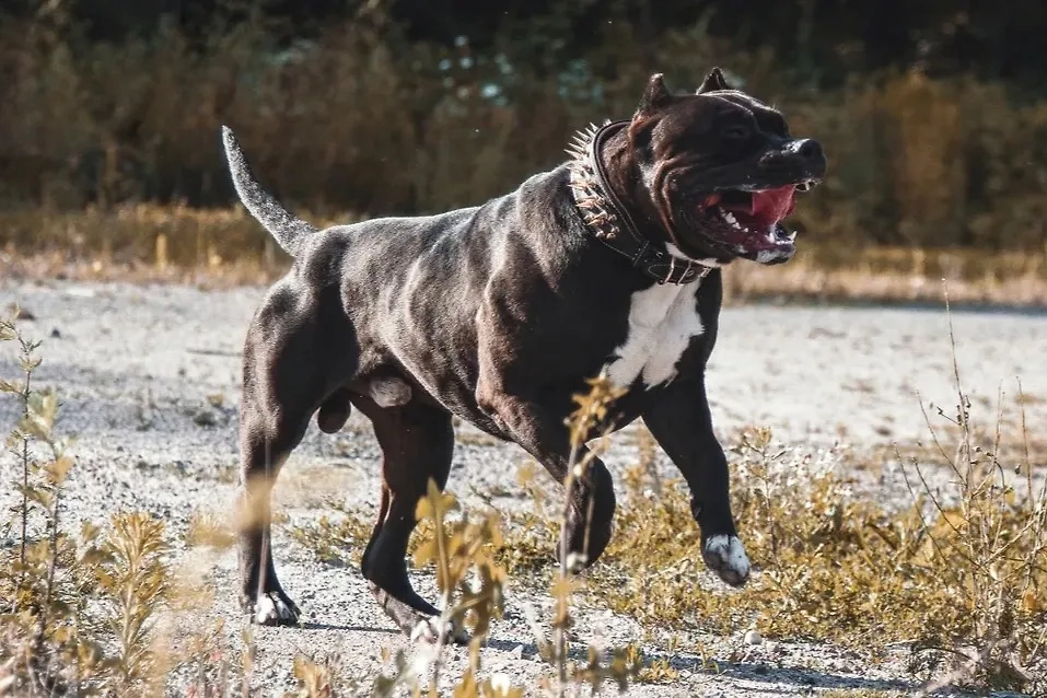Американские булли имеют довольно внушительный внешний вид. Фото © Shutterstock / FOTODOM / Luxorpictures